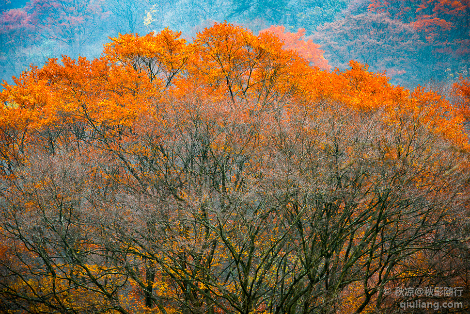 光雾山的红枫 | 尼康D810 70-200mm f/4.0