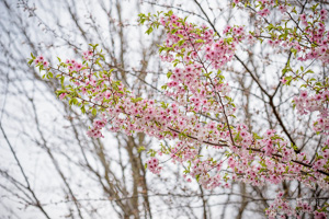 樱花季