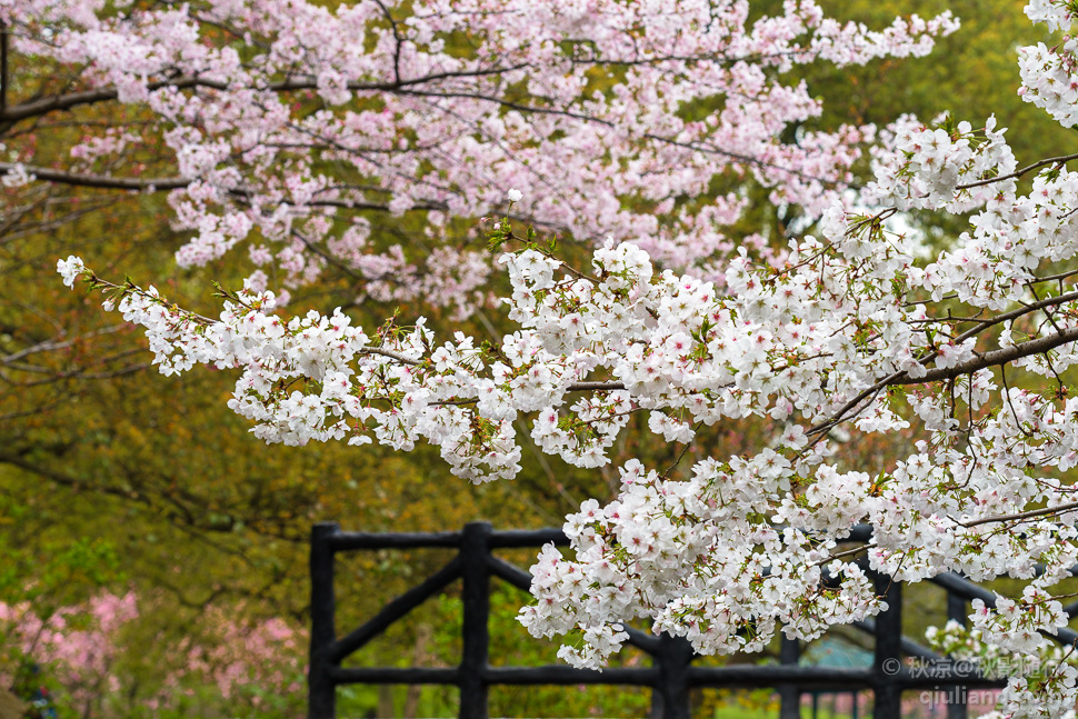 樱花