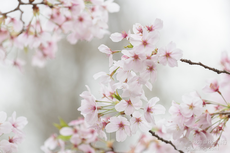 樱花特写