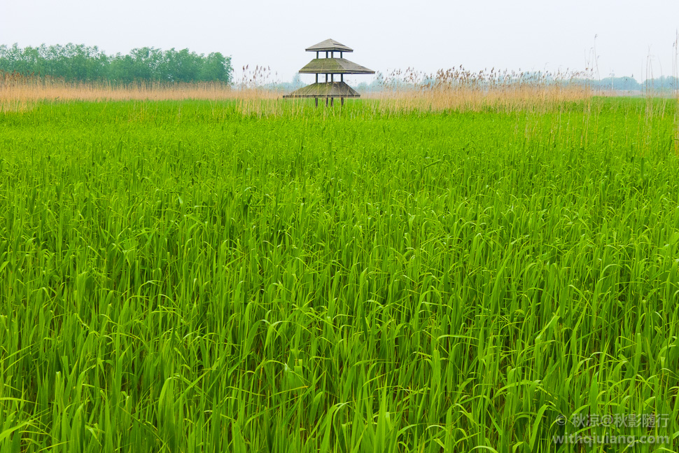 西沙湿地