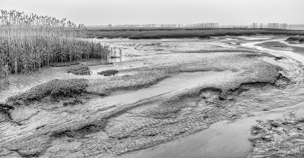 长江口湿地