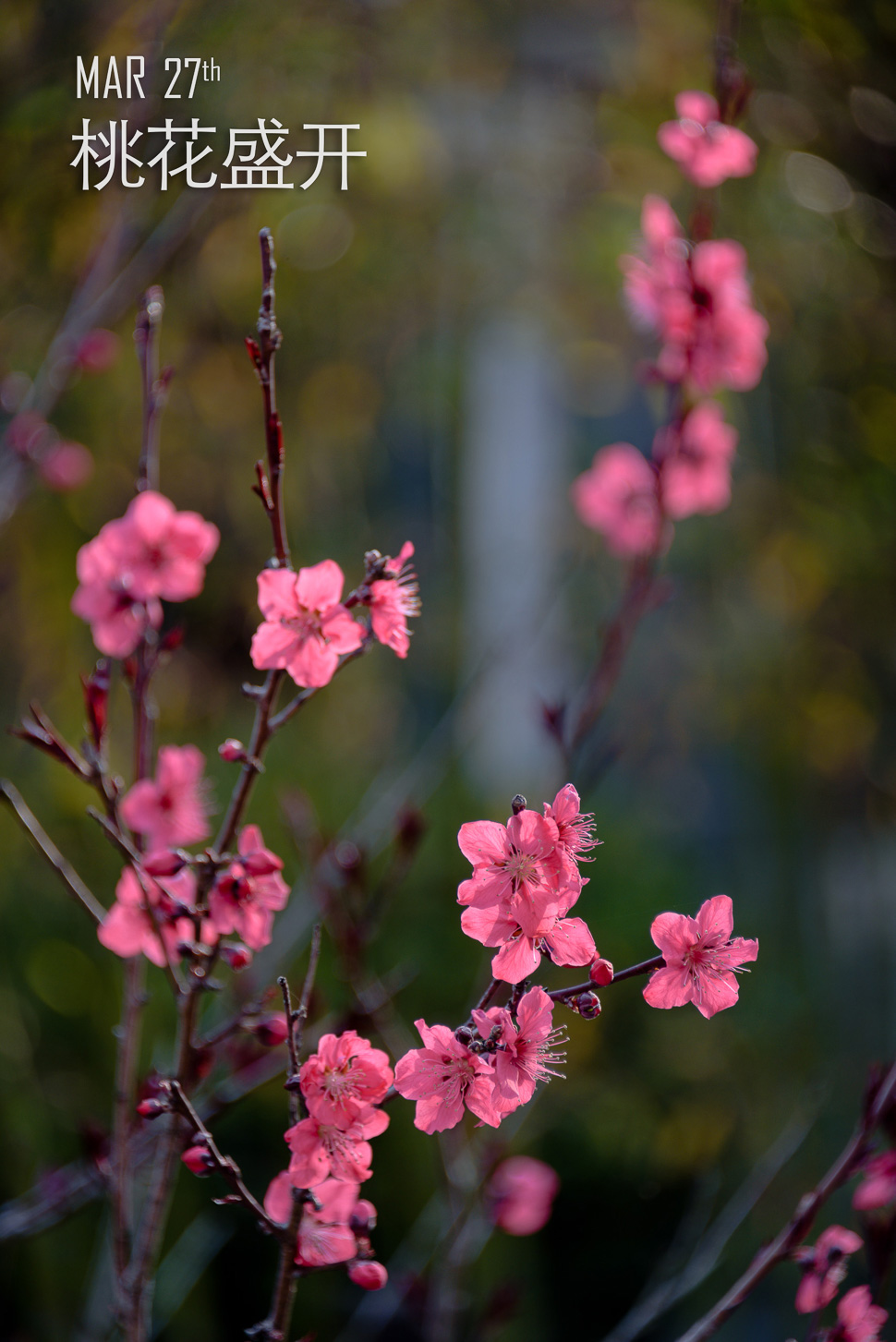 从海棠含苞到莲花绽放01