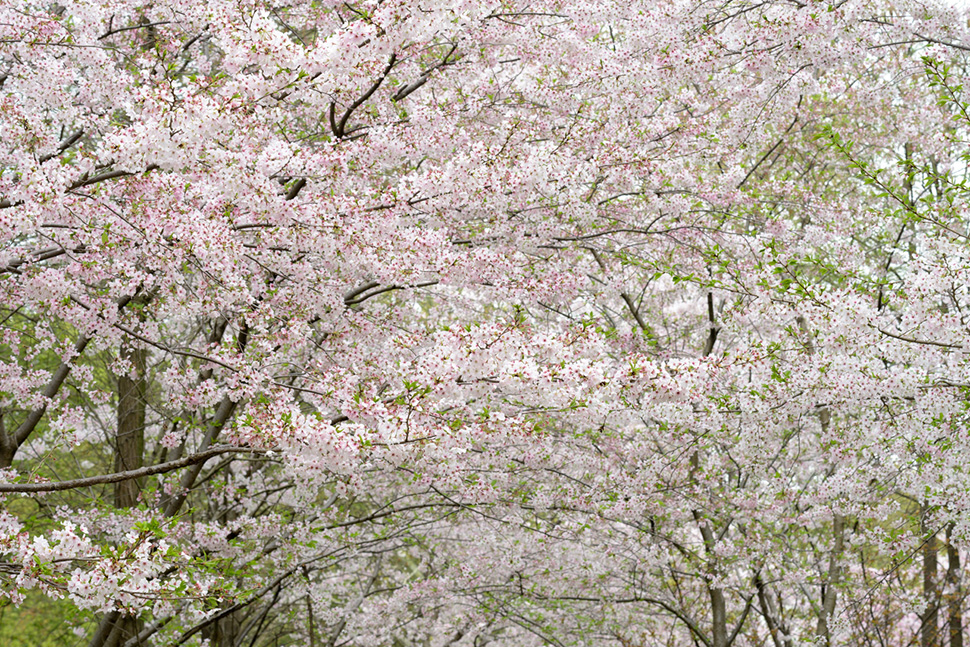 樱花