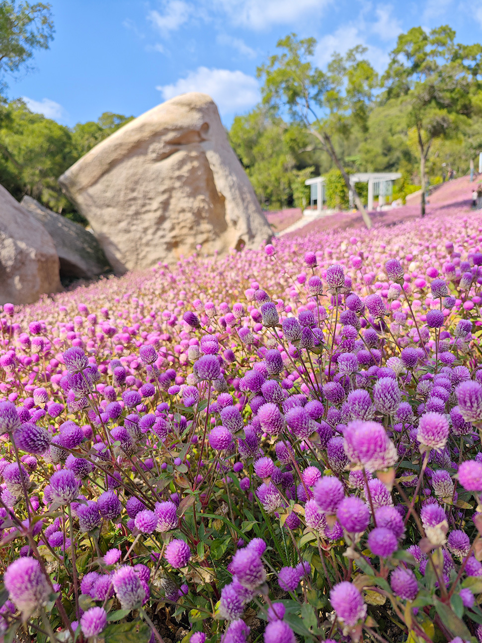 花海