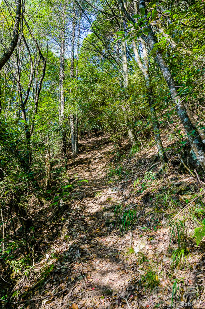 麻连岱山林中的路