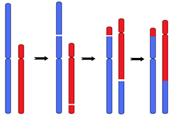 染色体平衡易位模式图