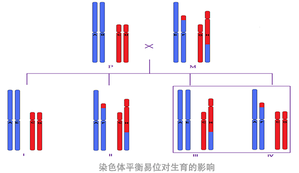 染色体平衡易位对生育的影响