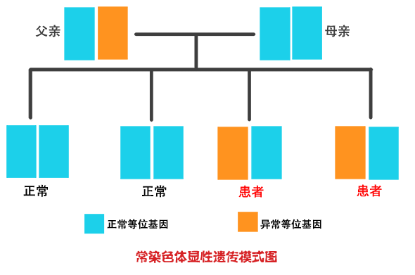 常染色体显性遗传模式图