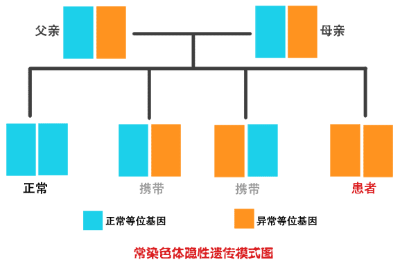 常染色体隐性遗传模式图
