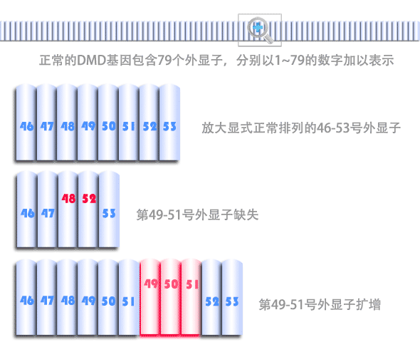 DMD基因突变(外显子缺失和外显子扩增)示意图