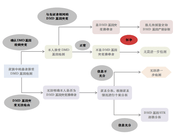 有进行性肌营养不良家族史的女性如何避免生育进行性肌营养不良患儿