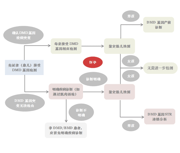 进行性肌营养不良的预防