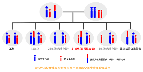 罗伯逊易位导致唐氏综合征发生的原理