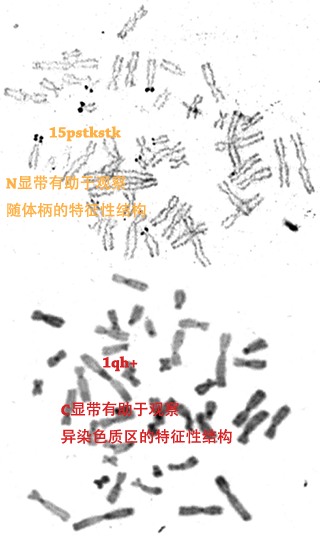 C显带和N显带用于判断变异染色体